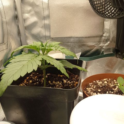 Strawberry Cake growlog photo: Weird dots appeared on two leafes