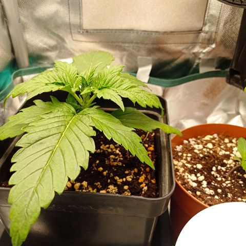 Strawberry Cake growlog photo: Weird dots appeared on two leafes