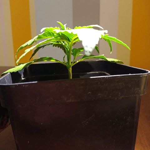 Strawberry Cake growlog photo: Weird dots appeared on two leafes