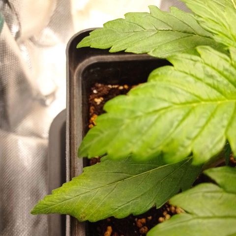 Strawberry Cake growlog photo: Weird dots appeared on two leafes