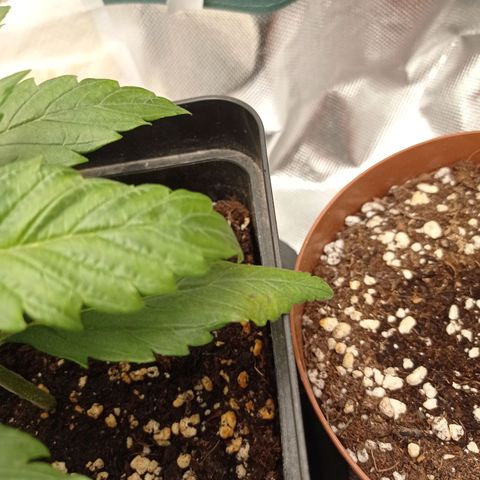 Strawberry Cake growlog photo: Weird dots appeared on two leafes
