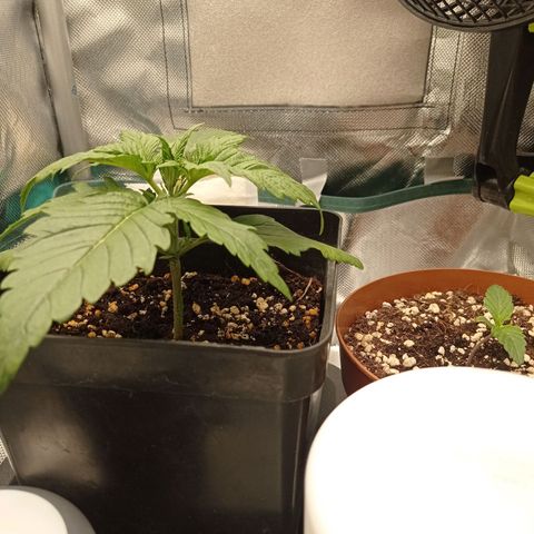 Strawberry Cake growlog photo: Weird dots appeared on two leafes
