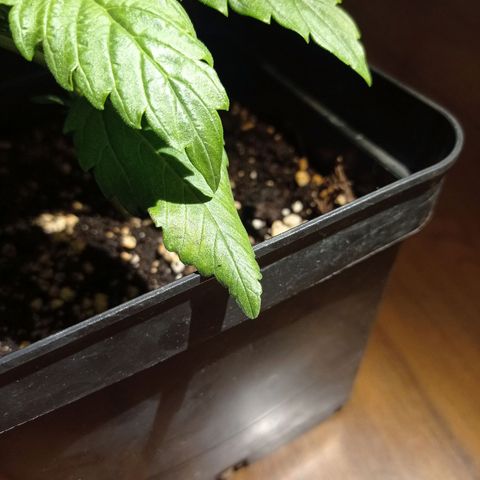 Strawberry Cake growlog photo: Weird dots appeared on two leafes