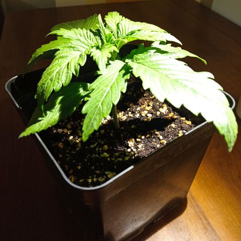 Strawberry Cake growlog photo: Weird dots appeared on two leafes