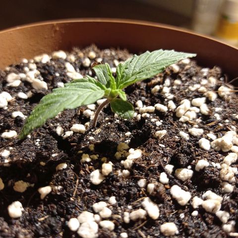 Low Afghan  growlog timeline photo