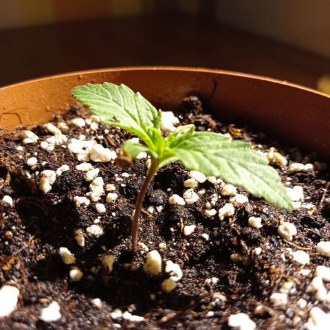 Low Afghan  growlog timeline photo