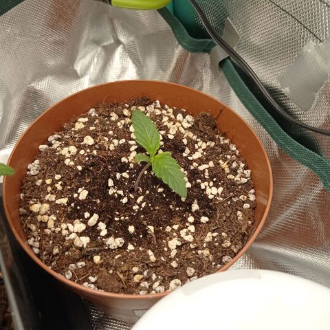 Low Afghan  growlog timeline photo