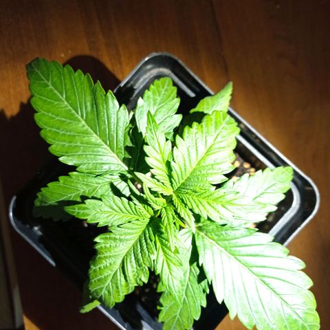 Strawberry Cake growlog timeline photo