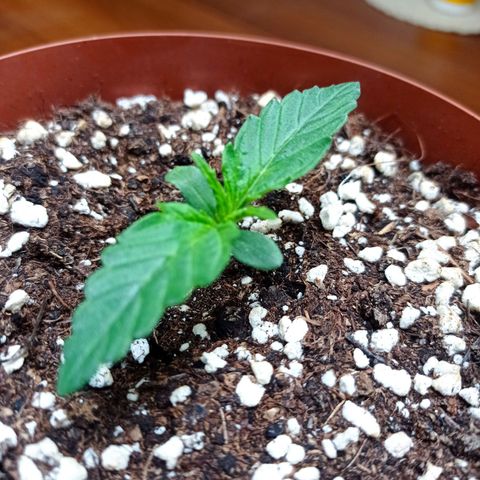 Low Afghan  growlog timeline photo