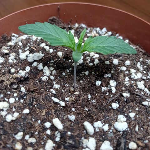 Low Afghan  growlog timeline photo