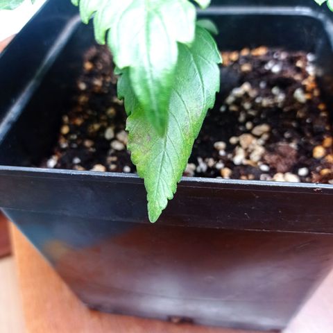 Strawberry Cake growlog timeline photo