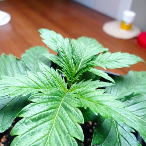 Strawberry Cake growlog timeline photo