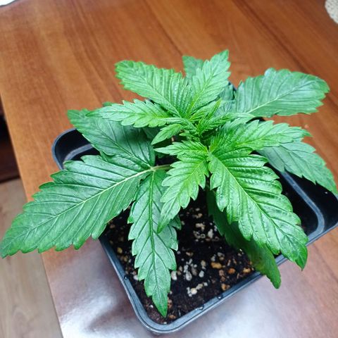 Strawberry Cake growlog timeline photo