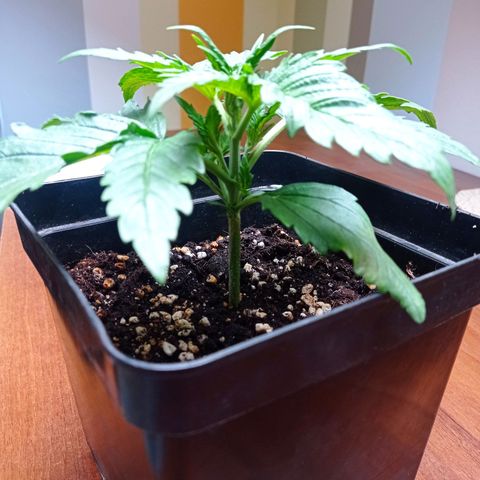 Strawberry Cake growlog timeline photo