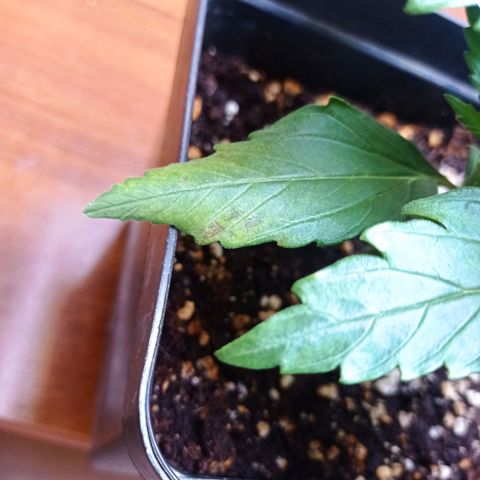 Strawberry Cake growlog timeline photo