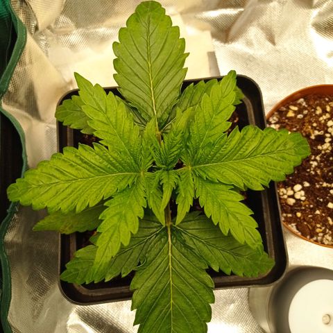 Strawberry Cake growlog timeline photo