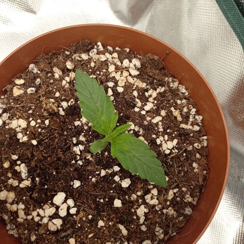 Low Afghan  growlog timeline photo