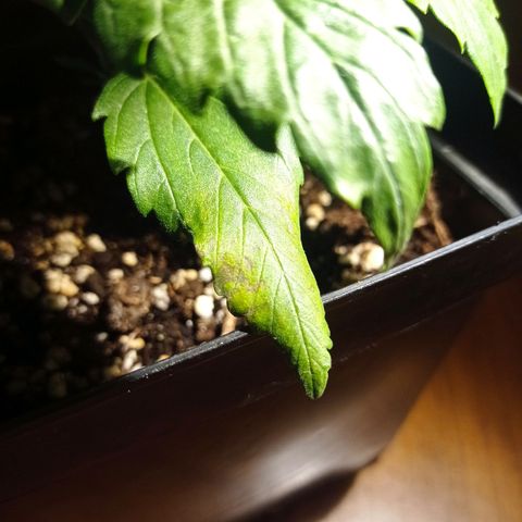 Strawberry Cake growlog timeline photo