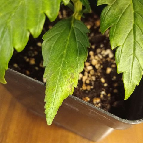 Strawberry Cake growlog timeline photo