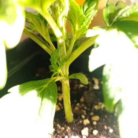 Strawberry Cake growlog timeline photo