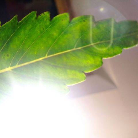 Strawberry Cake growlog timeline photo