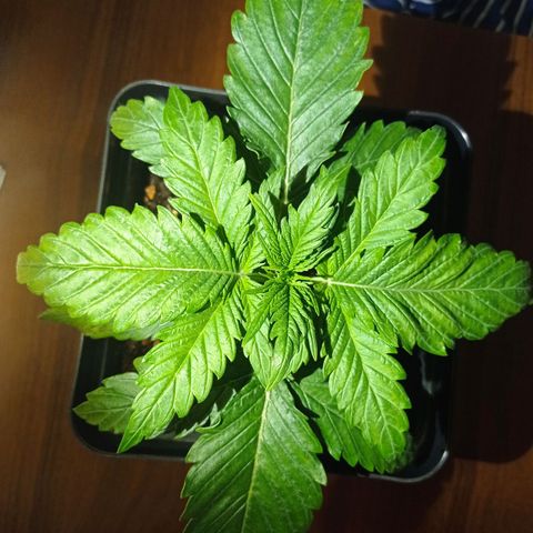 Strawberry Cake growlog timeline photo