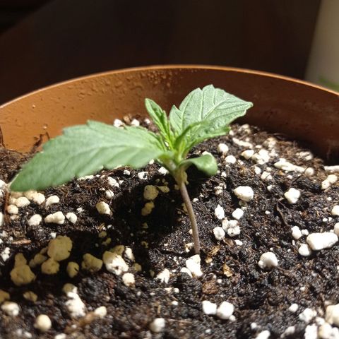 Low Afghan  growlog timeline photo