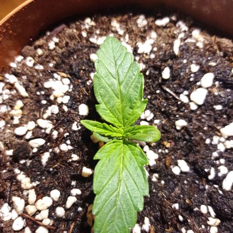 Low Afghan  growlog timeline photo