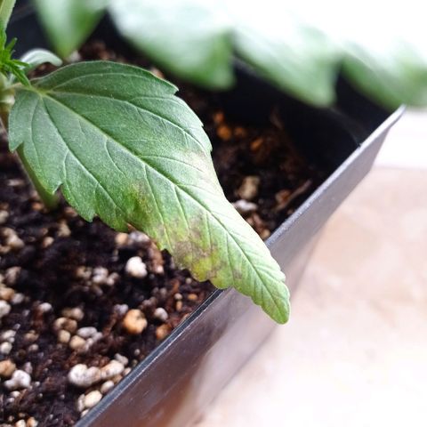 Strawberry Cake growlog timeline photo