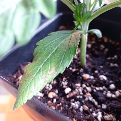 Strawberry Cake growlog timeline photo