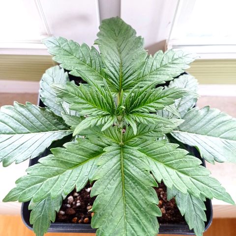 Strawberry Cake growlog timeline photo