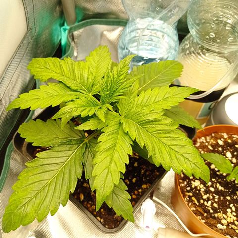 Strawberry Cake growlog timeline photo