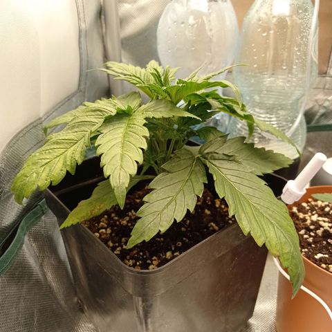 Strawberry Cake growlog timeline photo