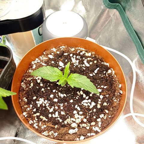 Low Afghan  growlog timeline photo