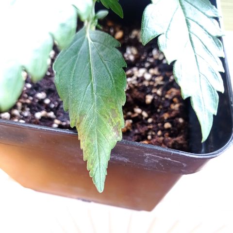 Strawberry Cake growlog timeline photo
