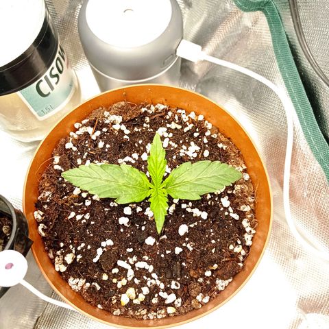 Low Afghan  growlog timeline photo