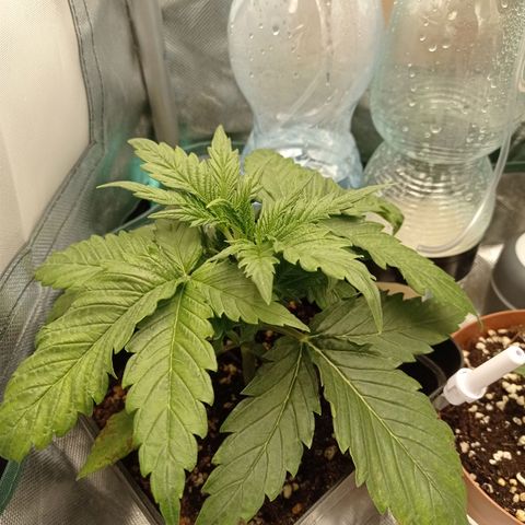 Strawberry Cake growlog timeline photo