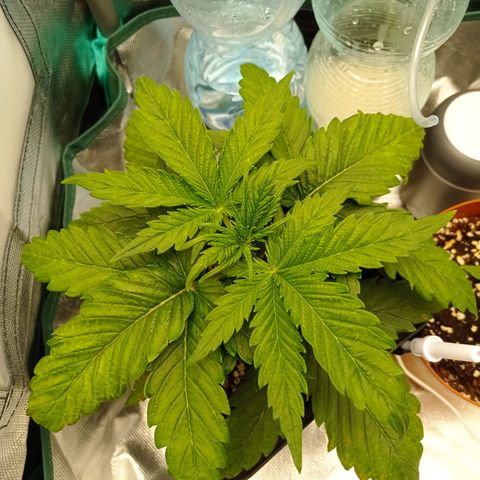 Strawberry Cake growlog timeline photo