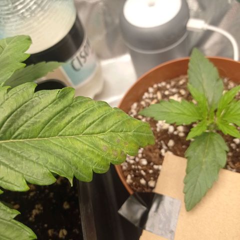 Strawberry Cake growlog timeline photo