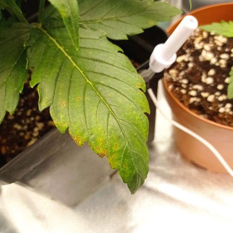 Strawberry Cake growlog timeline photo