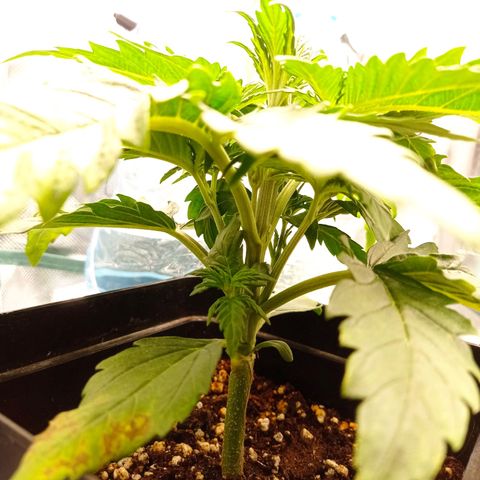 Strawberry Cake growlog timeline photo