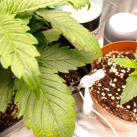 Strawberry Cake growlog timeline photo