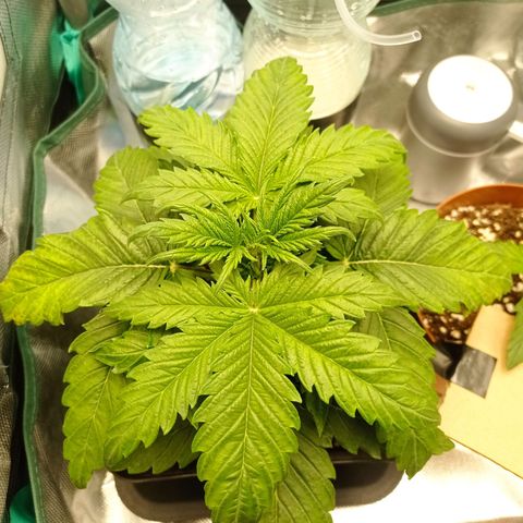 Strawberry Cake growlog timeline photo