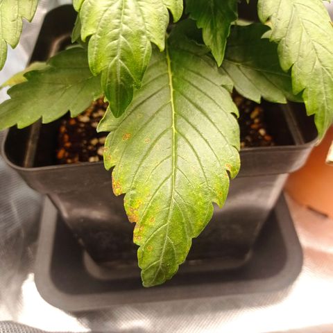 Strawberry Cake growlog timeline photo