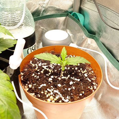 Low Afghan  growlog timeline photo