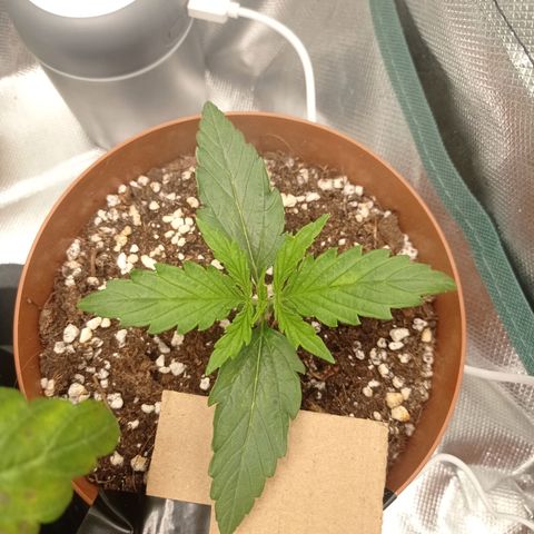 Low Afghan  growlog timeline photo