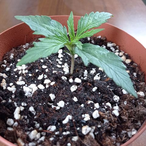 Low Afghan  growlog timeline photo