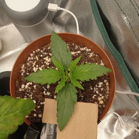 Low Afghan  growlog timeline photo