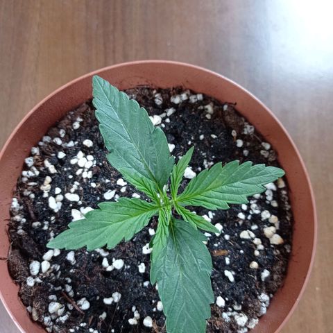 Low Afghan  growlog timeline photo