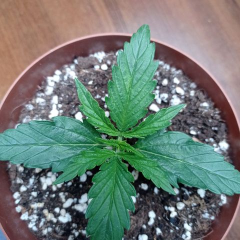 Low Afghan  growlog timeline photo